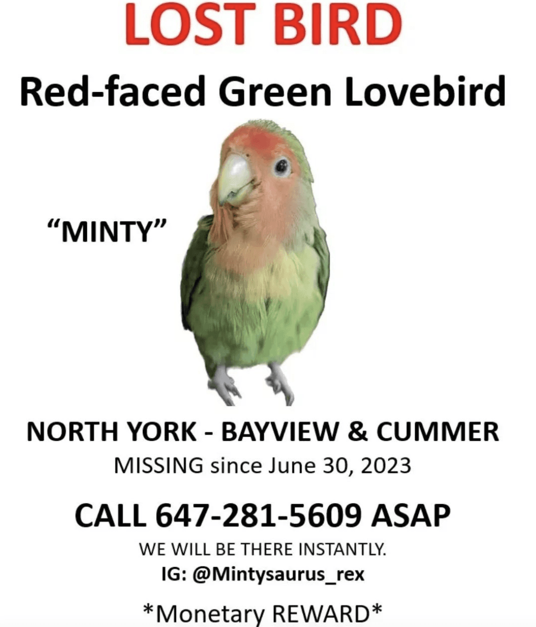 LOST Lovebird in Richmond — Lost Lovebird