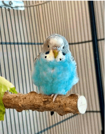 LOST Budgie in Toronto ON — Lost near laidlaw and Dufferin