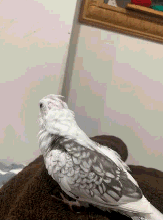 LOST Cockatiel in Edmonton — Lost - Cockatiel