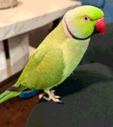 LOST Indian Ringneck in James Street, Abbotsford BC — Lost - Parrot