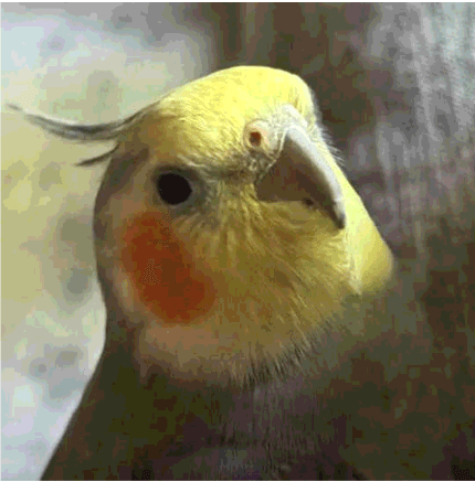 LOST Cockatiel in Calgary — Lost cockatiel