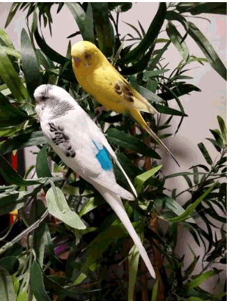 LOST Budgie in Laurentide Drive, Toronto — LOST BUDGIE: - Bluebell