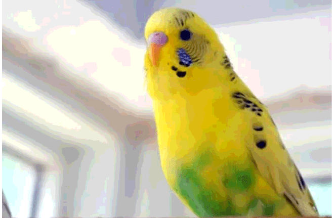 FOUND Budgie in  1075 Columbia street, New Westminster — Found Budgie