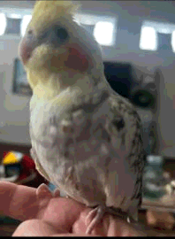 LOST Cockatiel in Toronto, ON — MISSING COCKATIEL