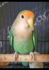 LOST Lovebird in Scarborough , Toronto — Lost Lovebird