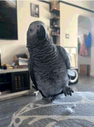 LOST African Grey in Barton & Weir St N, Hamilton, ON — LOST PARROT - AFRICAN GREY "KLUVA"