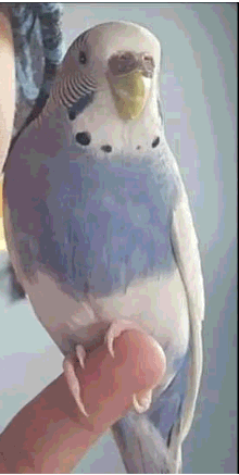 LOST Budgie in Edmonton — Lost - Budgie