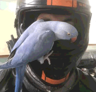 LOST Indian Ringneck in Cornell Park and Bur Oak area of Markham., ON — lost - 5 year old Ringneck bird named JoJo