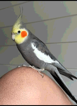 LOST Cockatiel in South Steinbach, MB — LOST COCKATIEL - "BINGO OR BINGBING"