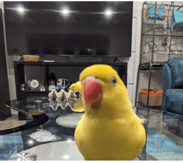 LOST Indian Ringneck in 2649 james street Abbotsford bc — Lost Indian ringneck parrot green colour 