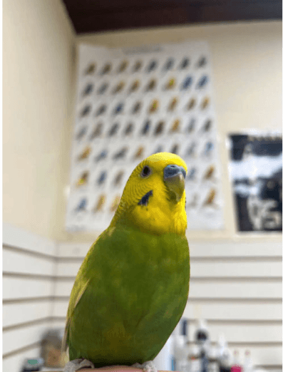 FOUND Budgie in Edmonton ACCC  — Found Budgie - DATE FOUND - MARCH 14