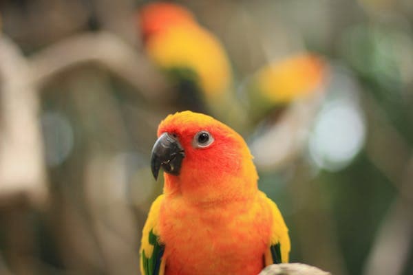LOST Conure in Toronto — Lost bird - Avacado