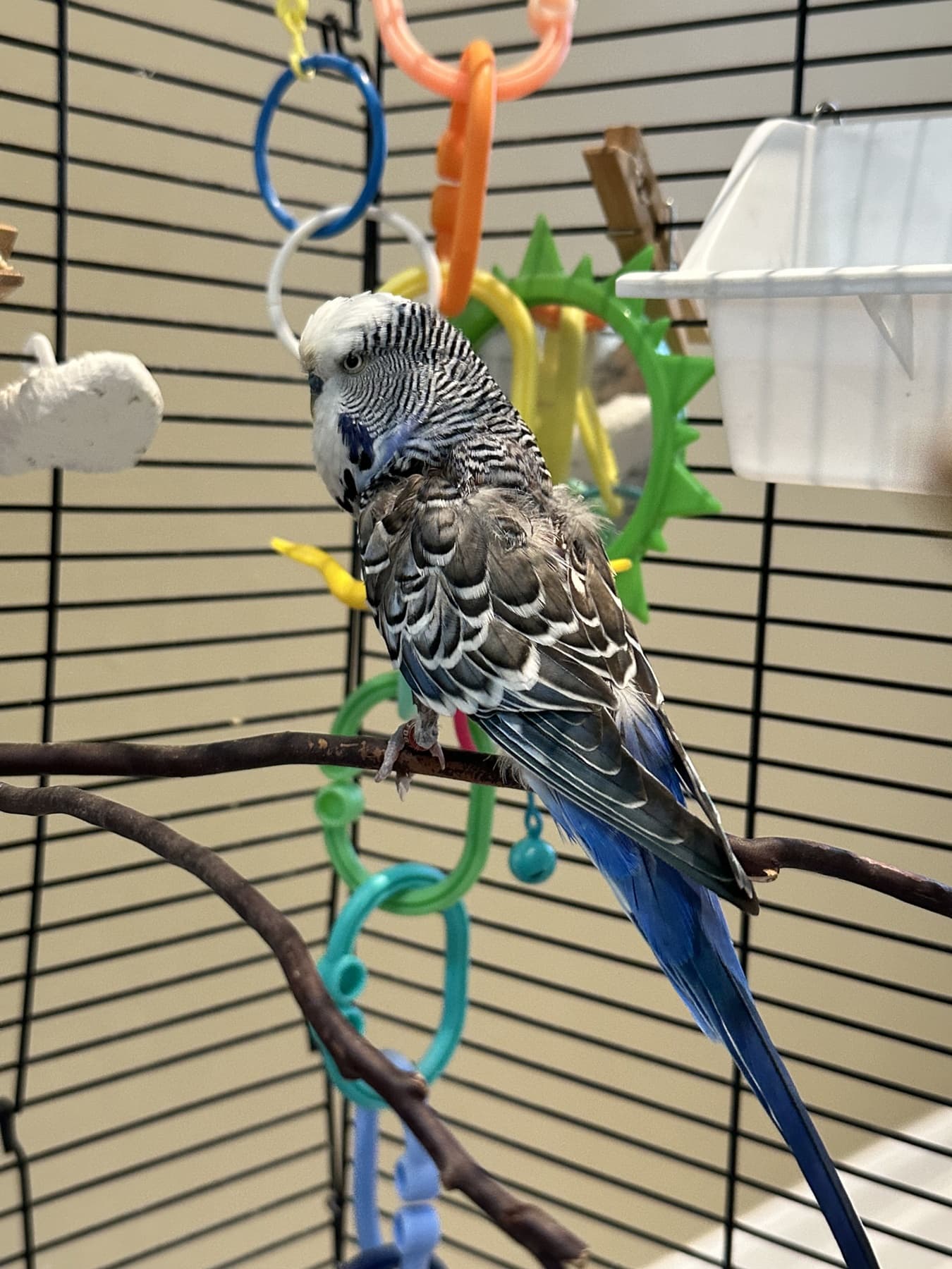 Babalu, Budgie (Budgerigar), needs a home in Mississauga, ON