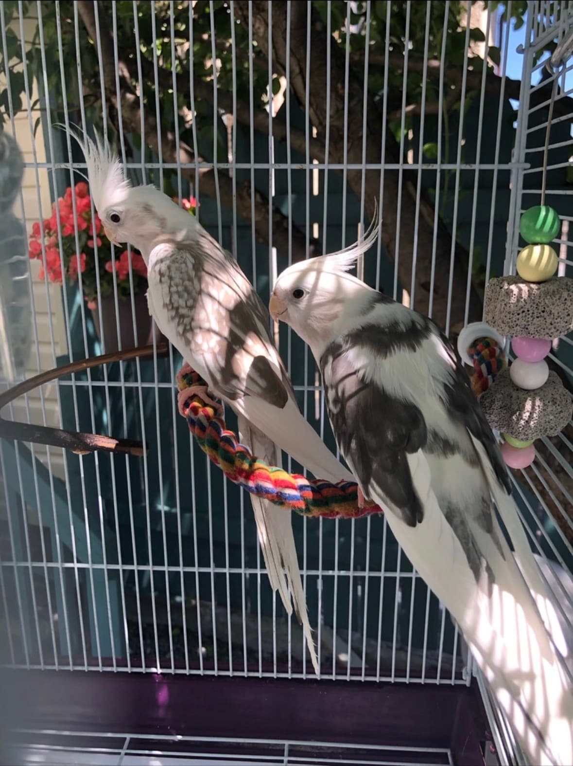 Sunny & Bunny, Cockatiel, needs a home in Cornwall, ON