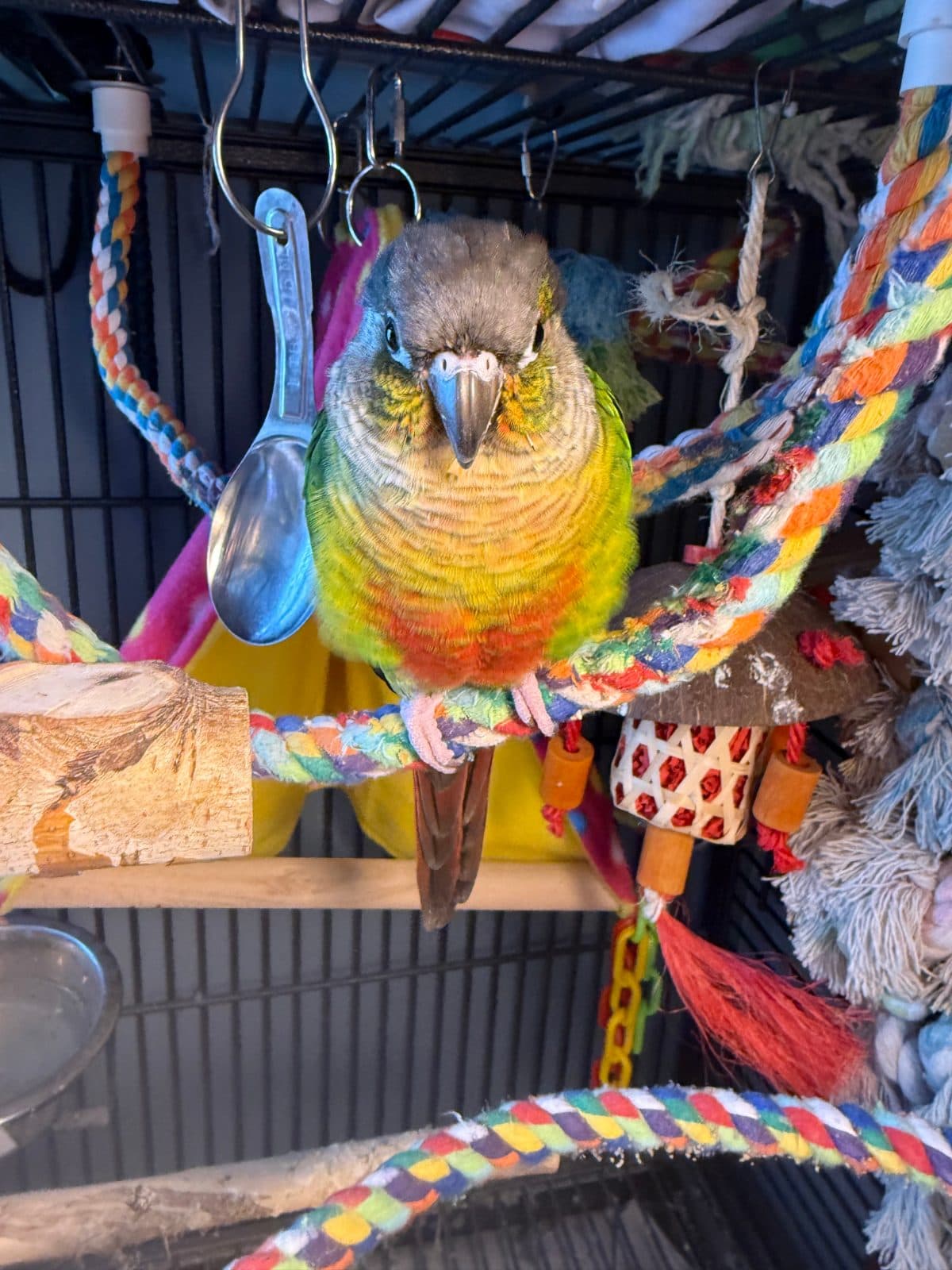 Rio, Conure, needs a home in Vernon, BC