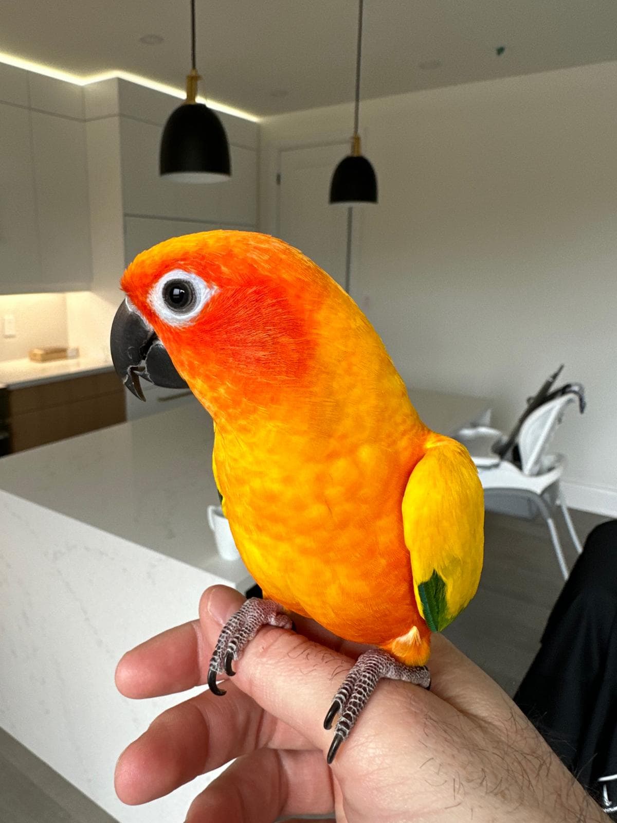 Norman, Conure, needs a home in Hamilton, ON
