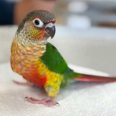 Rocky, Conure, needs a home in Vernon, BC