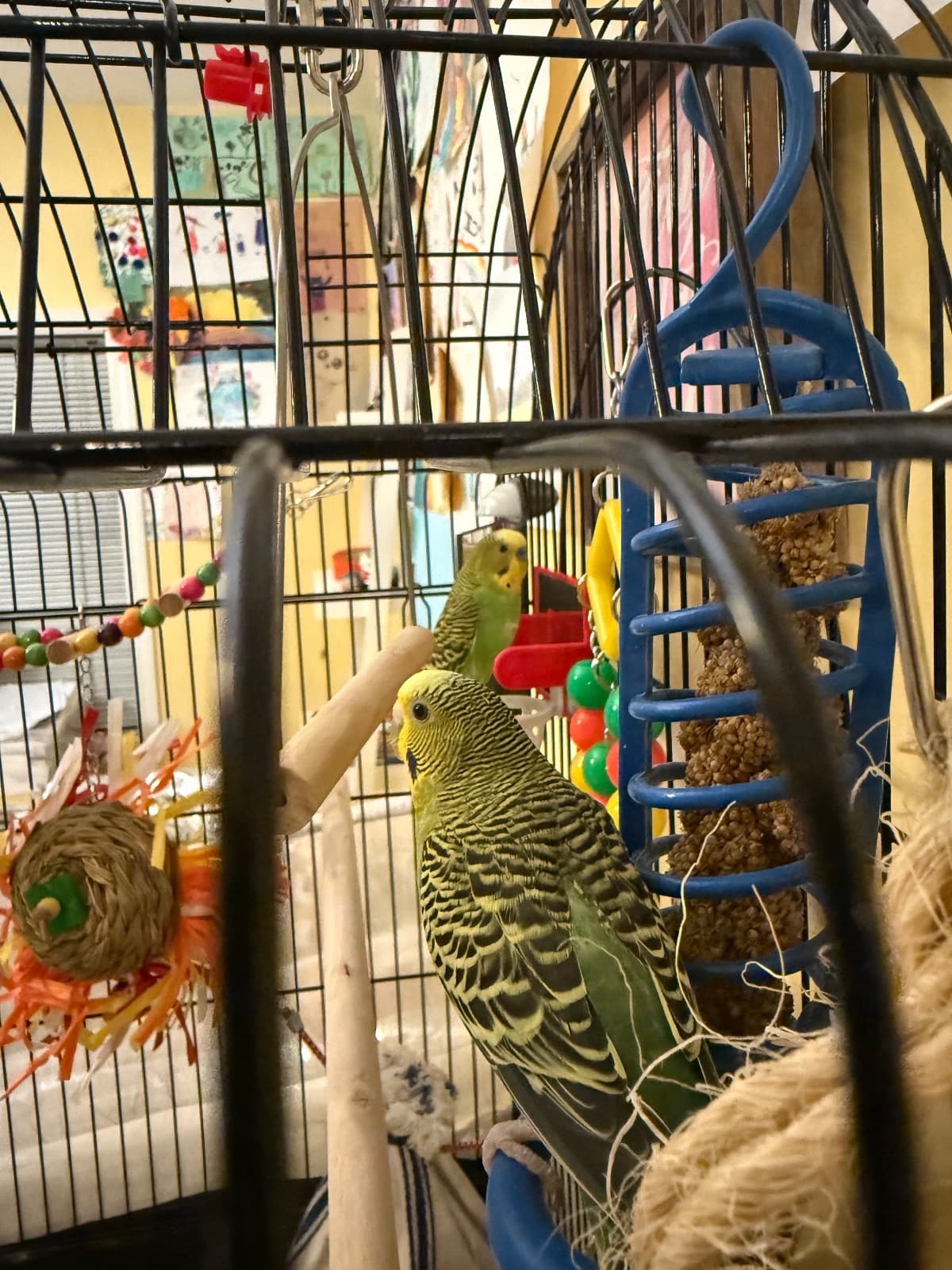 Bingo and Ivy, Budgie, needs a home in Richmond, BC
