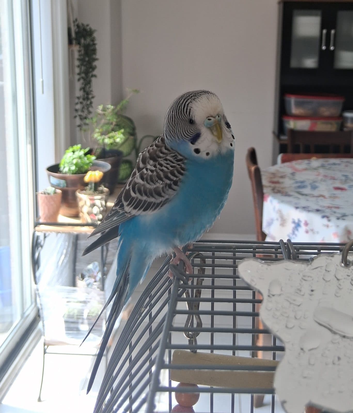 Ceila, Budgie, needs a home in Brampton, ON