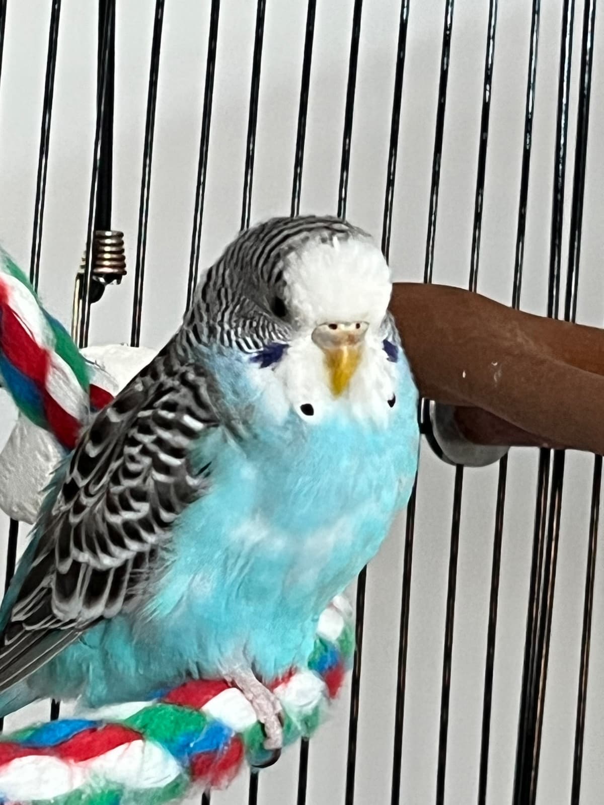 Mithoo, Budgie, needs a home in Brampton, ON