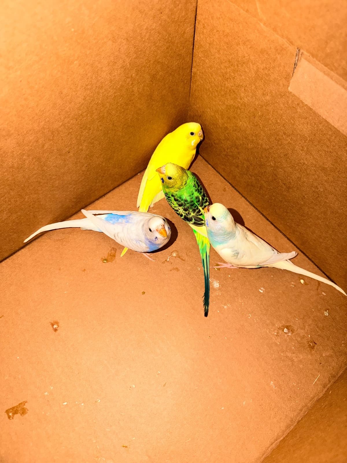 Pesto and pearly, Budgie, needs a home in Calgary, AB
