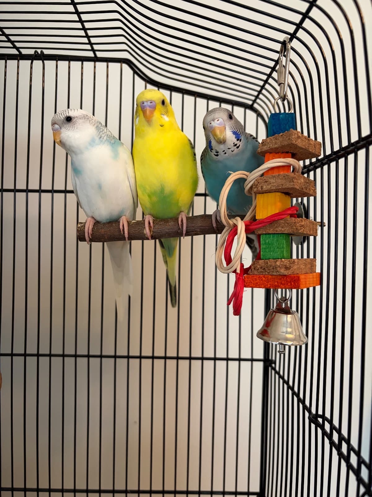 bluey, snowy, sunny, Budgie, needs a home in Toronto, ON