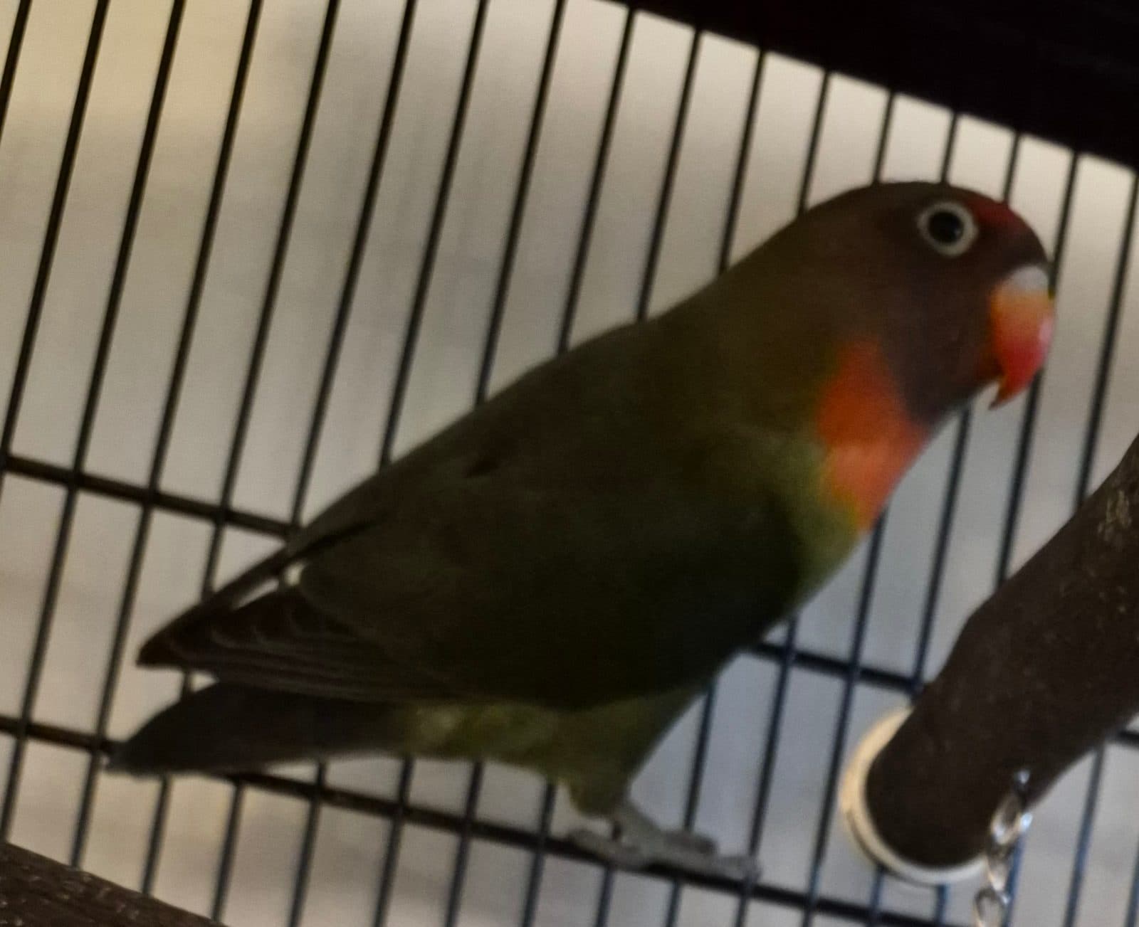 Mango, Lovebird, needs a home in Ottawa, ON