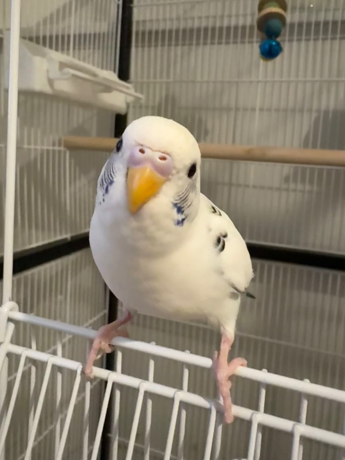 Kiwi, Budgie, needs a home in Mississauga, ON