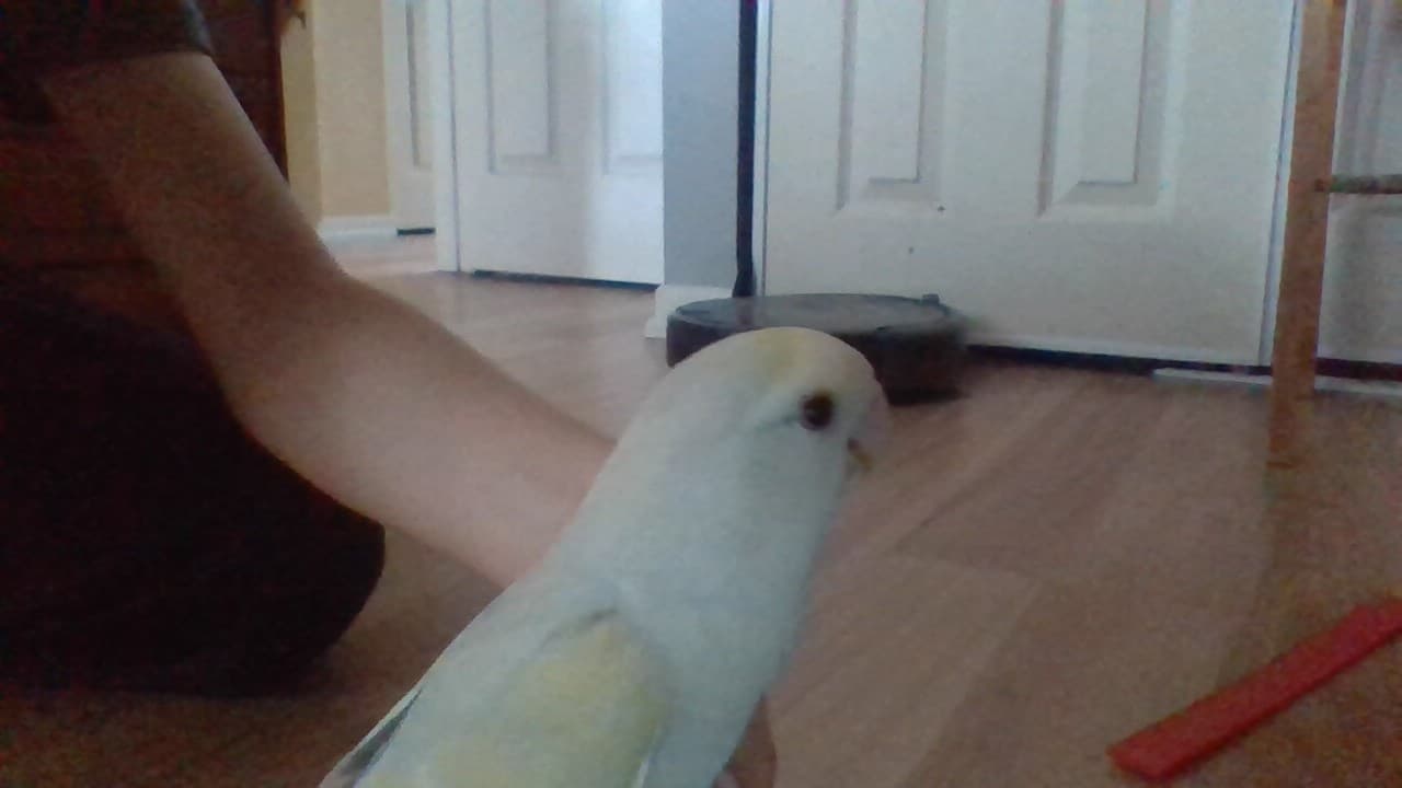 Unnamed lovebird, Lovebird, needs a home in Hamilton, ON