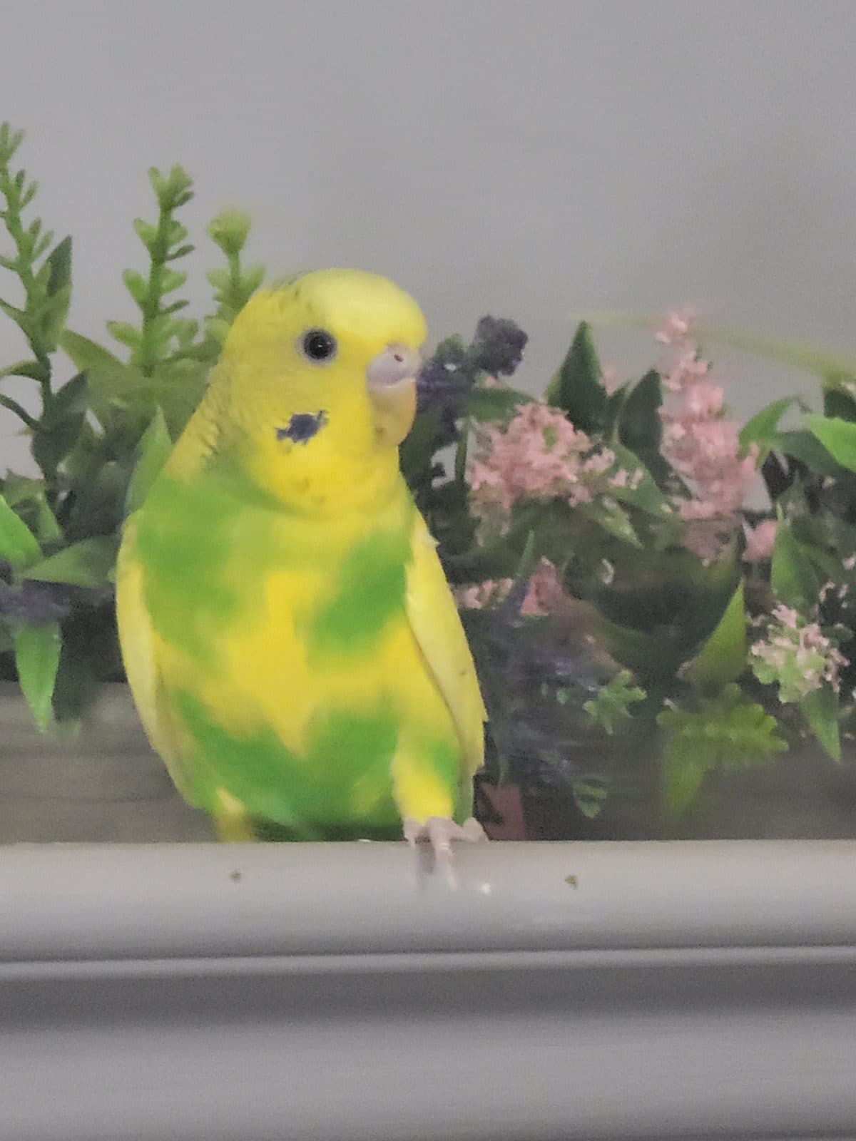 Leaf, Budgie, needs a home in Edmonton, AB