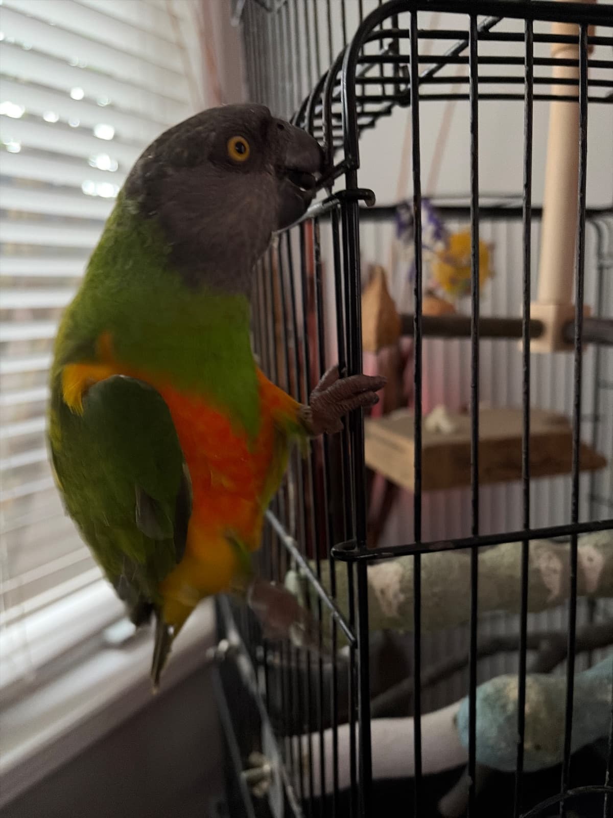Mango, Senegal, needs a home in Mississauga, ON