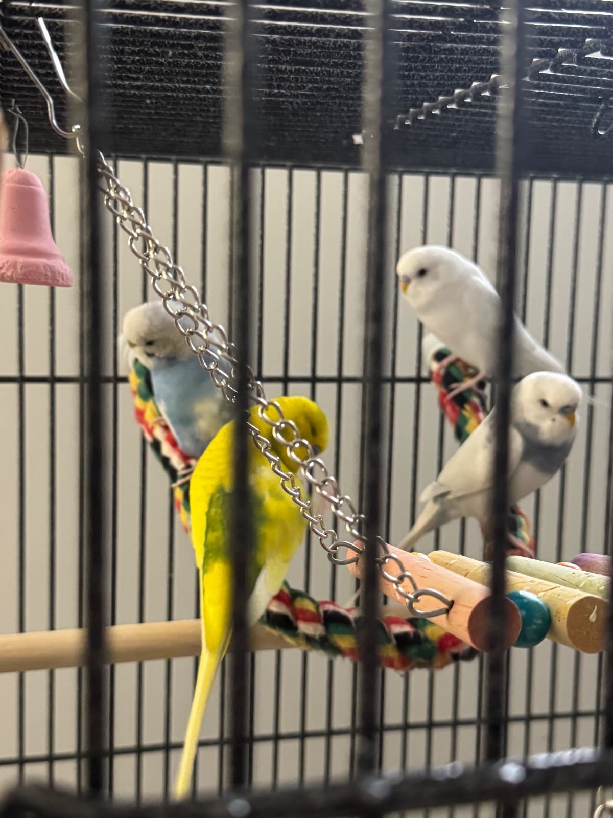 Lime, Sky, Marshmallow, fred, Budgie, needs a home in Regina, SK