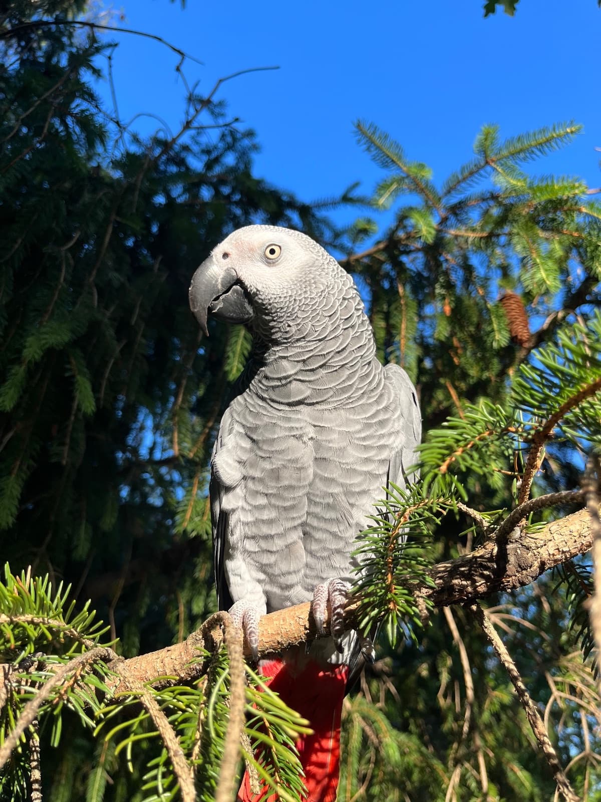Zeus, African Grey, needs a home in Toronto, ON