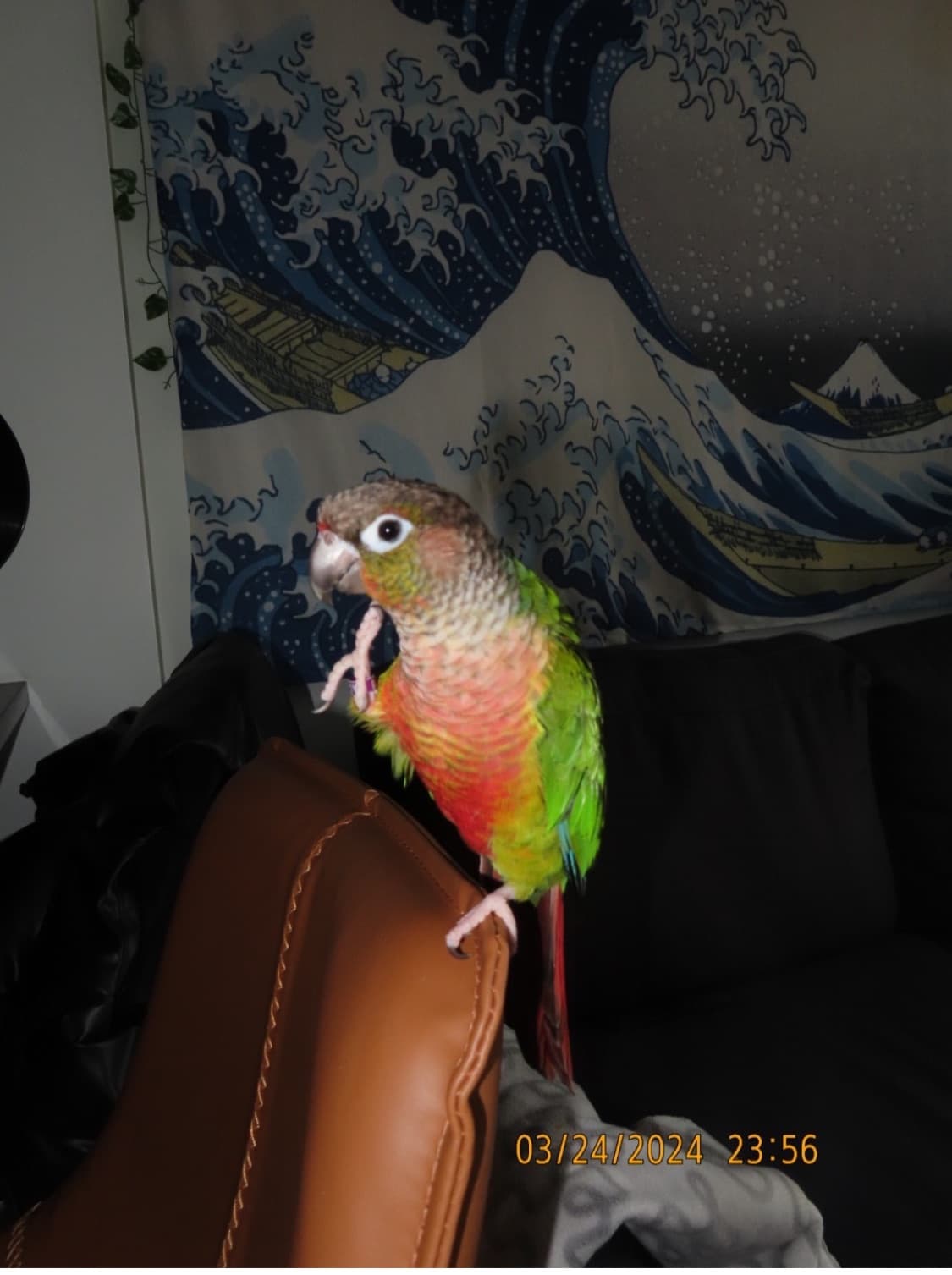 Plato, Conure, needs a home in Toronto, ON