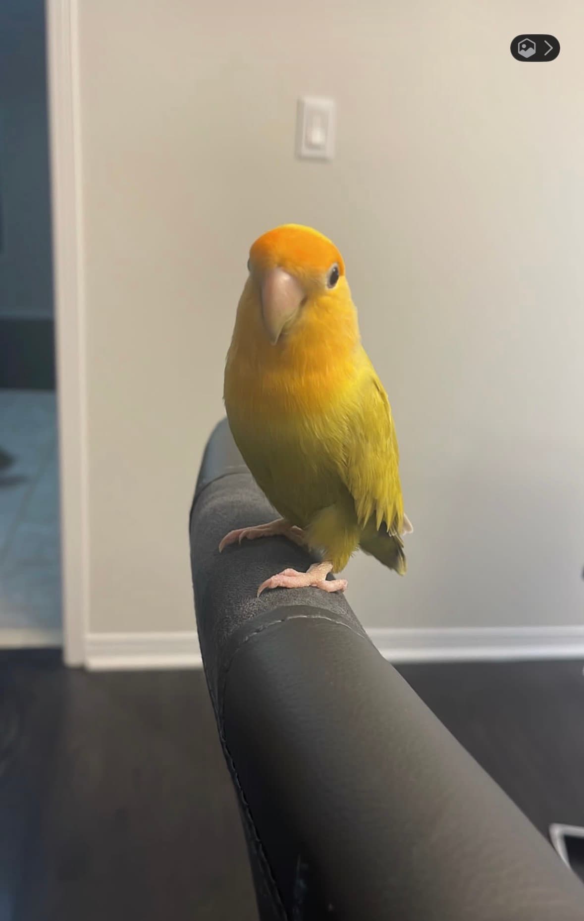 Happy, Lovebird, needs a home in Mississauga, ON