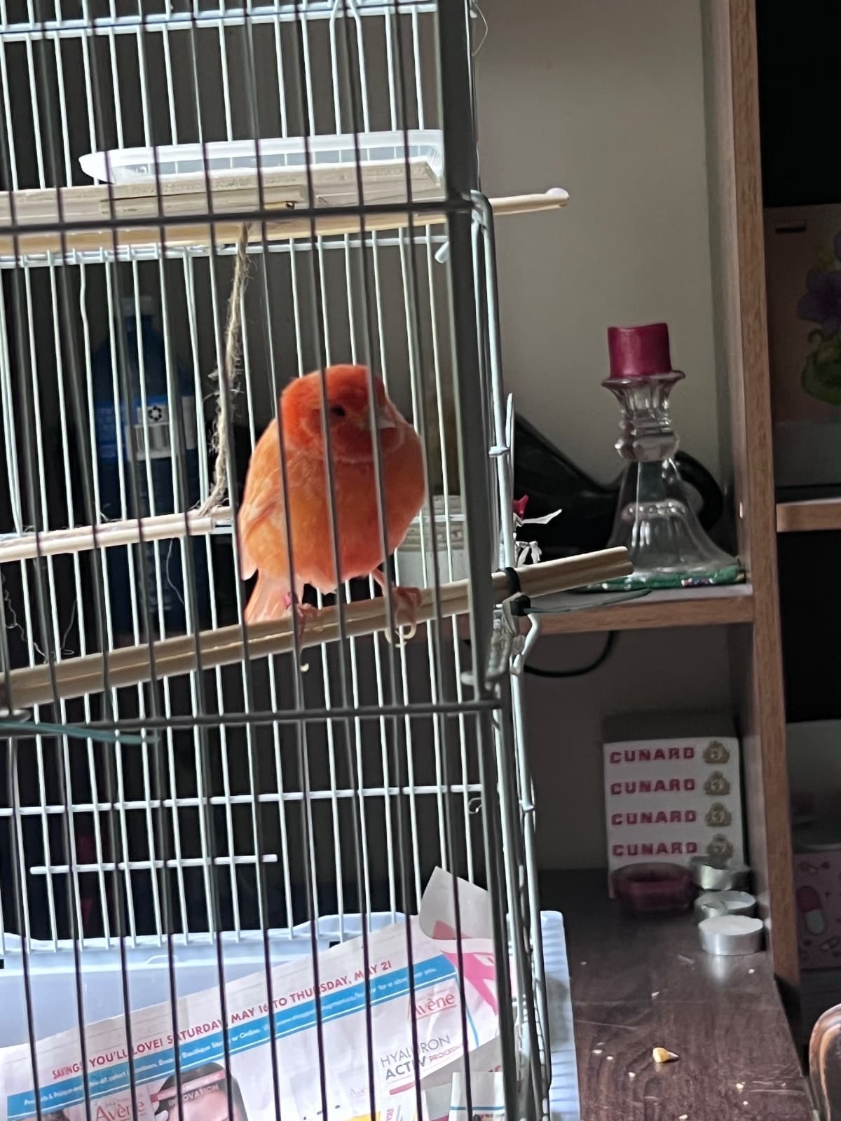 Peach, Other, needs a home in Mississauga, ON