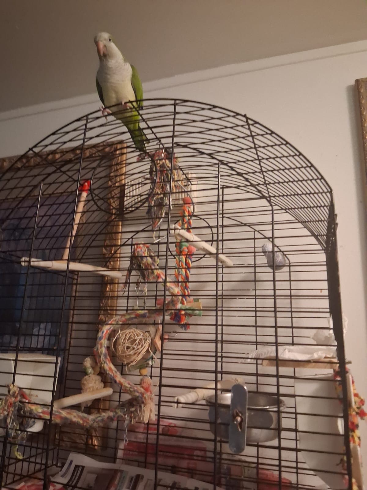 Angel, Quaker, needs a home in Montreal, QC
