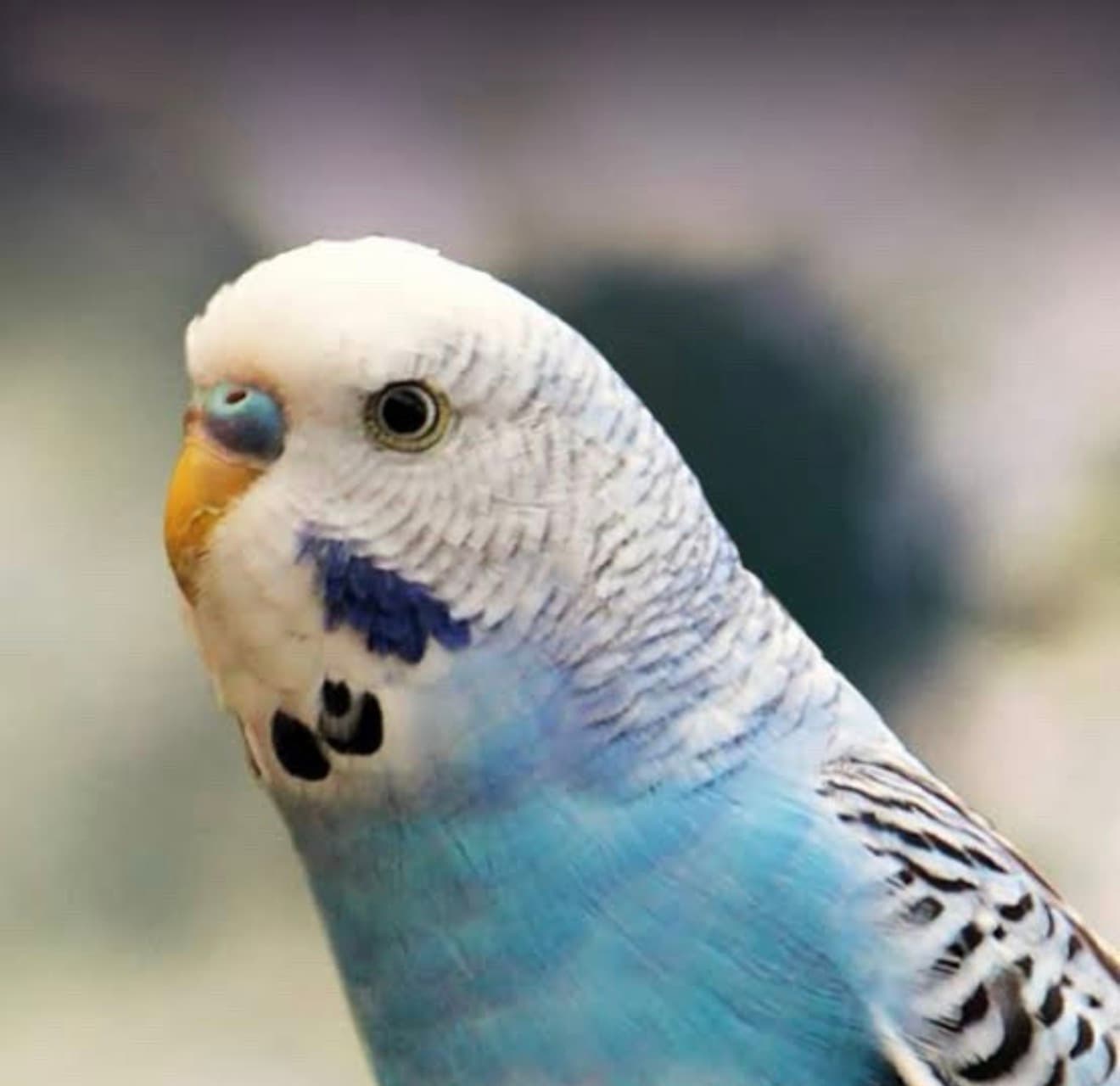 Olaf and Chixo, Budgie, needs a home in Ottawa, ON