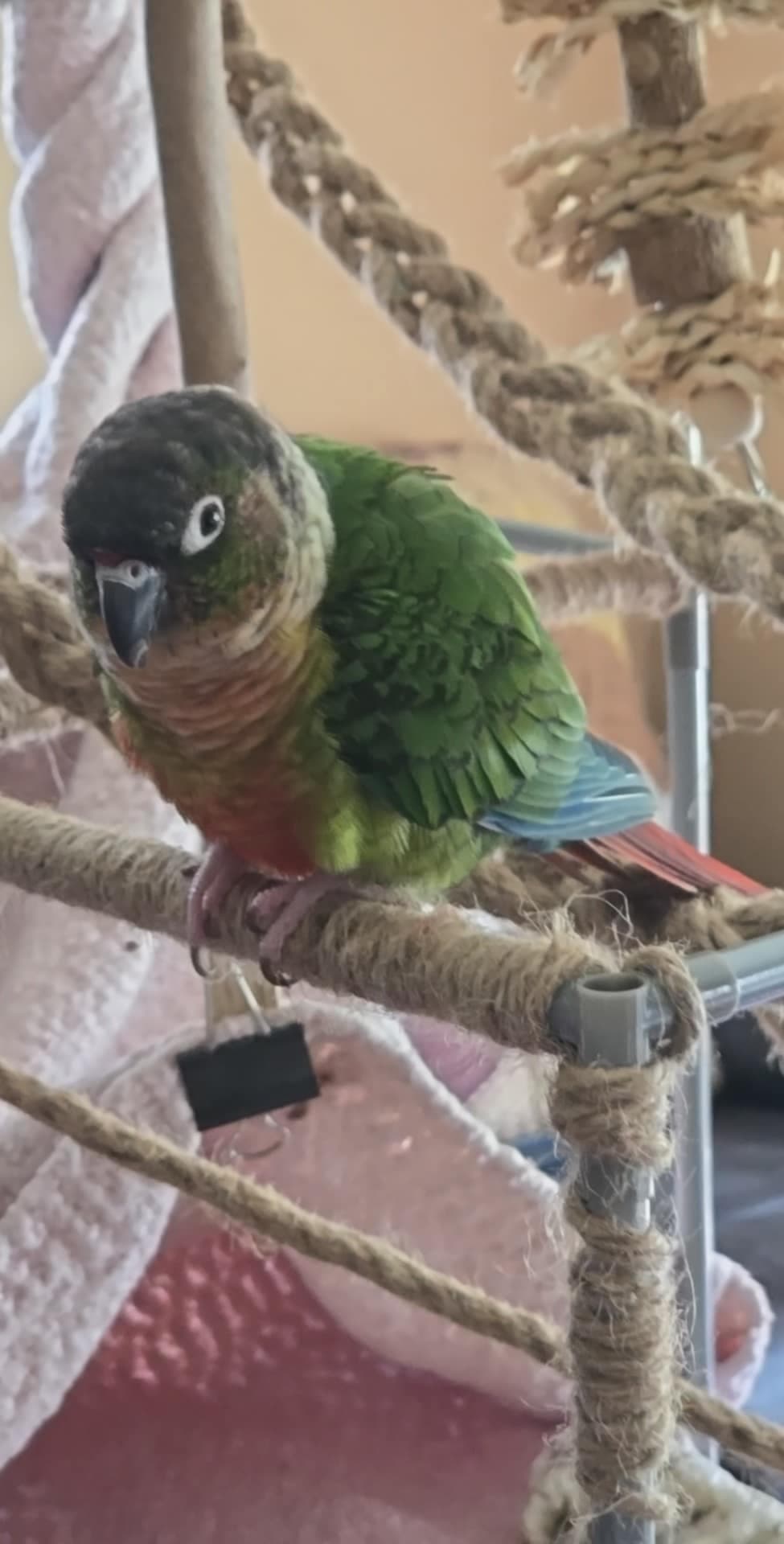 Chim, Conure, needs a home in Ottawa, ON
