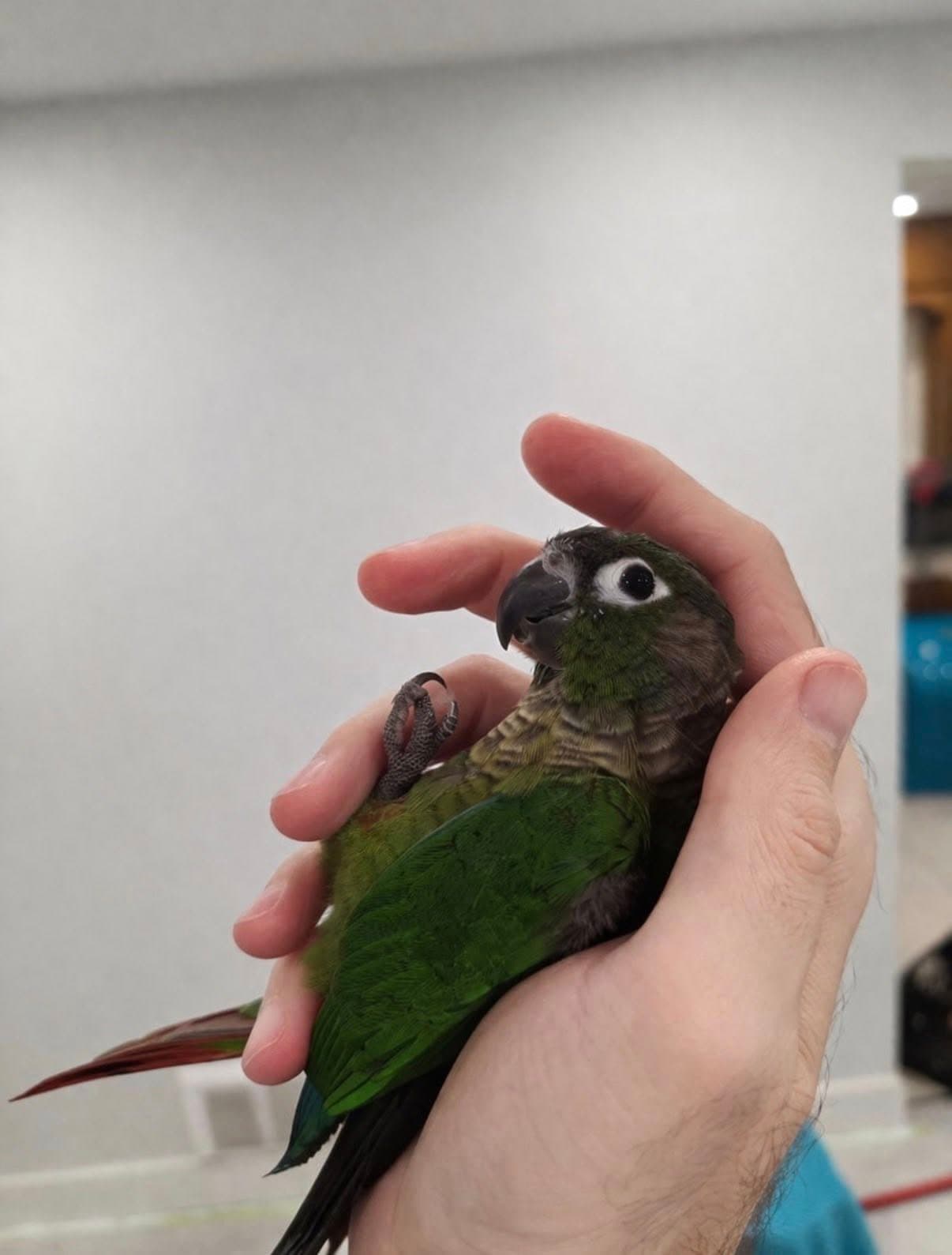 LOST Conure in Toronto — Missing - Kiwi