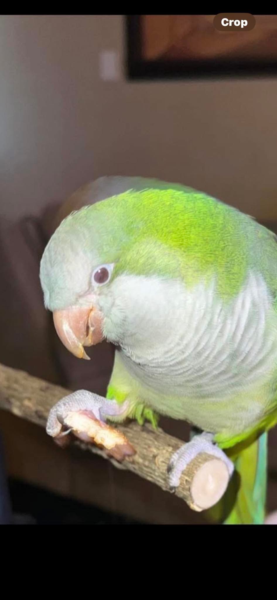 LOST Quaker Parrot in Scarborough — Pretty bird is still missing - Scarborough