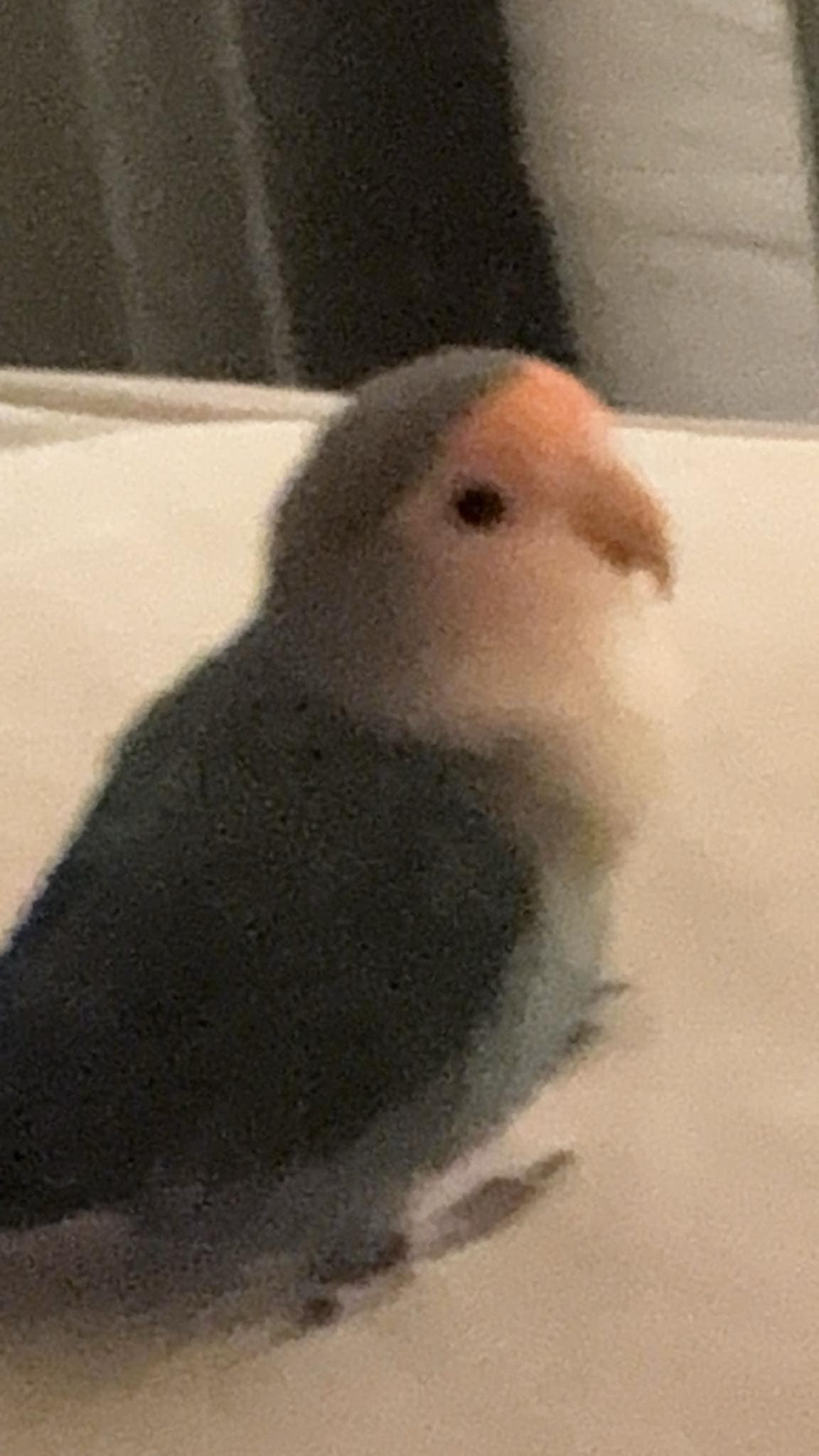 LOST Lovebird in Toronto — LOST BIRD NEAR FAIRVIEW MALL / GODSTONE AREA