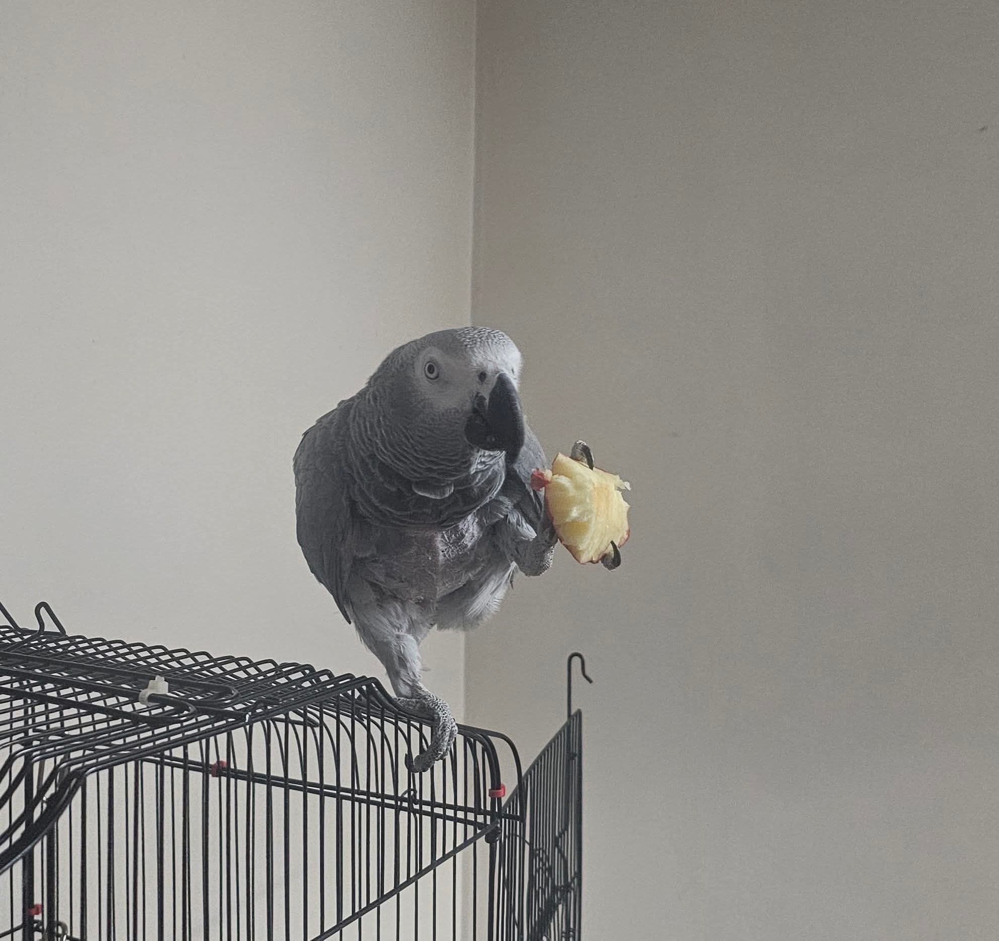 LOST African Grey in Windsor ā š“š“š“ MISSING PARROT š“š“š“ update I just get it back i will tank Zak Dunn from humane society