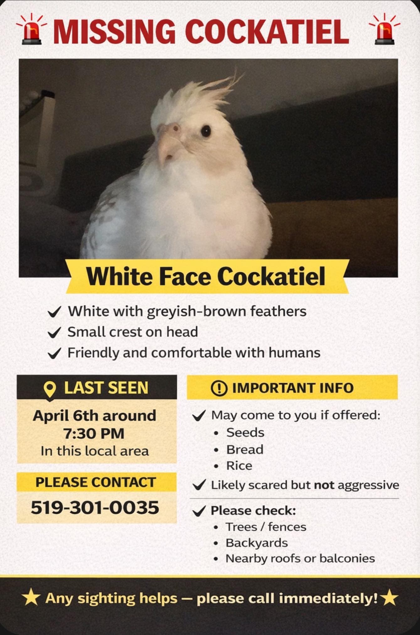 LOST Cockatiel in Ontario, Canada — Missing - Cockatiel