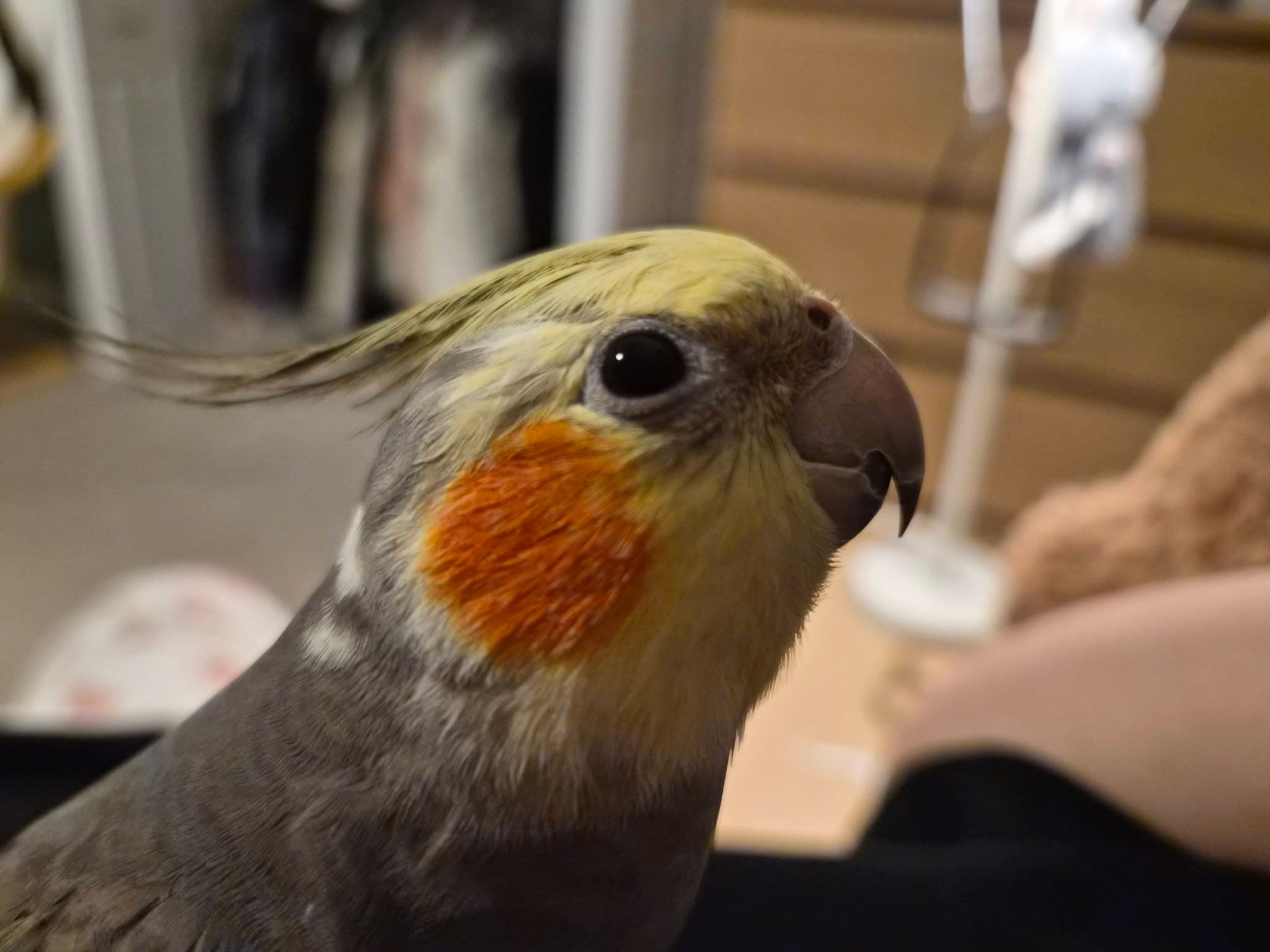 LOST Cockatiel in Toronto β π¨ LOST COCKATIEL β MARKHAM π¨