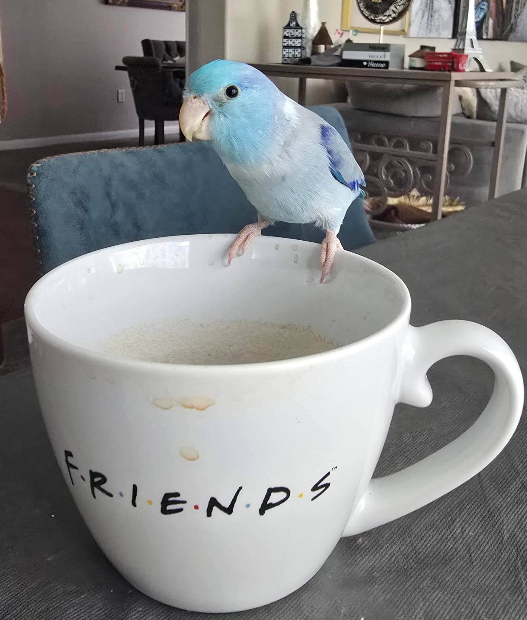 LOST Other in Cambridge, ON — LOST BIRD named "Blue" Reward Offered