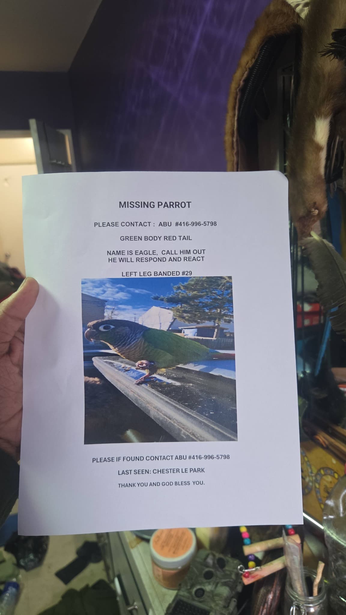 LOST Conure in Toronto — Missing my Green Cheek Conure EAGLE banded2xx