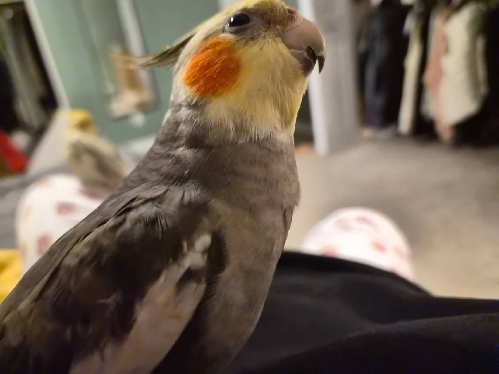 LOST Cockatiel in Markham,ON — Lost grey cockatiel Southdale Dr,Markham