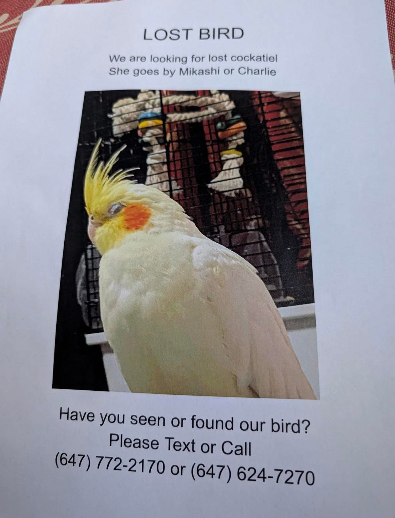 LOST Cockatiel in Toronto — Lost bird, Donlands/danforth/ greenwood area Toronto