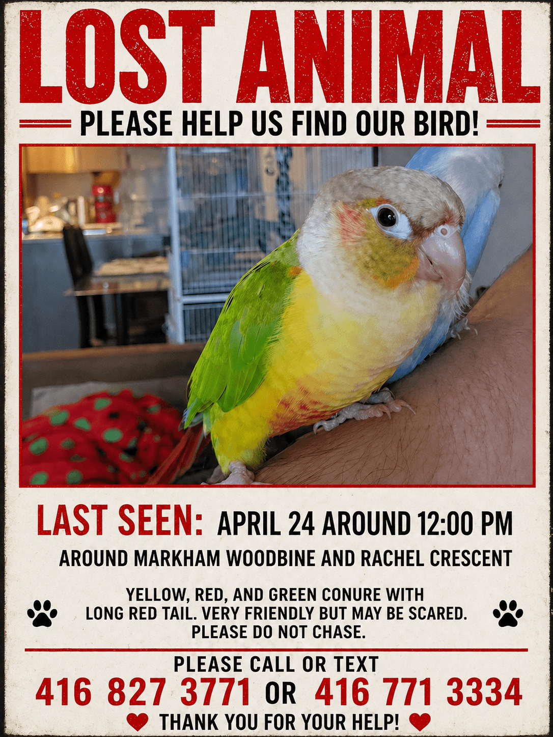 LOST Quaker Parrot in Markham, Woodbine, ON, — Lost on Friday April24, Markham , Woodbine